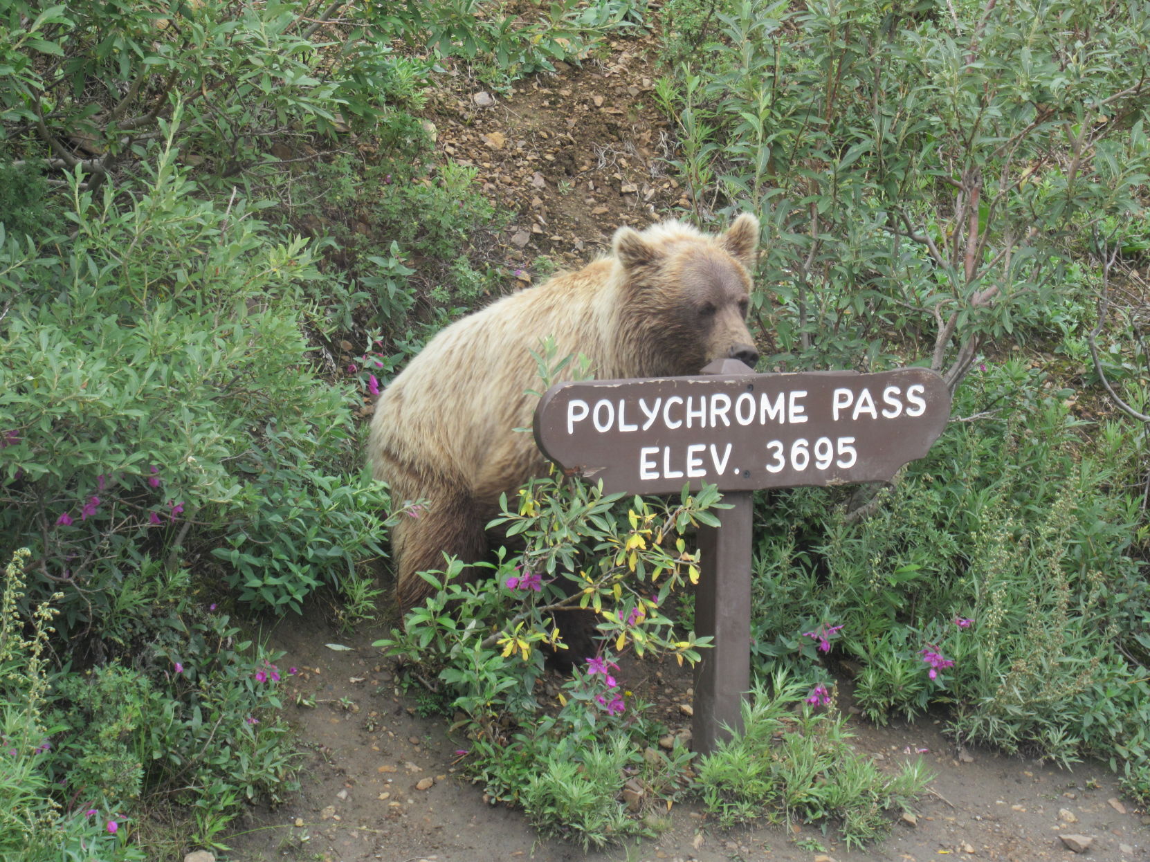 Grizzly Bear encounter in Denali National Park, AK